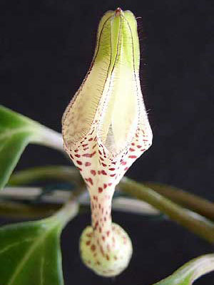 c.albisepta.succulenta1.jpg