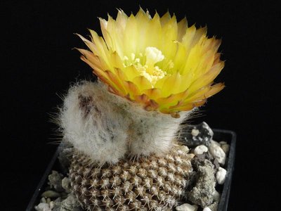 Eriosyce krausii 2012 Juli27-5.jpg