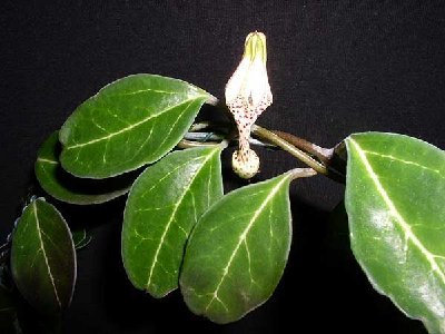 c.albisepta.succulenta.jpg