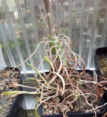 20120811_102046.jpg (278.47 KiB) 22008 mal betrachtet Pflanzenkörper mit eingetrockneten Blättern