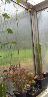 20120811_102056.jpg (154.53 KiB) 22003 mal betrachtet Übersichtsbild mit langem Blütenstandstiel