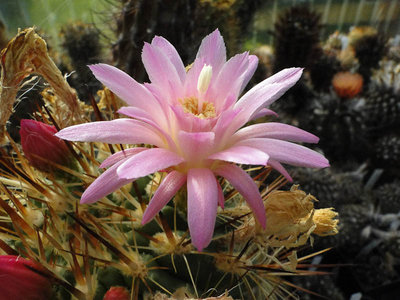 Eriosyce subgibbosa 2012 Juli25-1.jpg