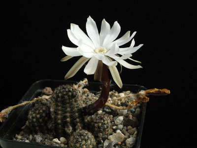 Pygmaecereus akersii familiaris 2012 August11-2.jpg