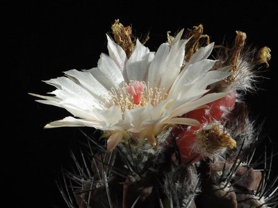 Eriosyce taltalensis ssp. paucicostata (Nc. fusca exHH) 2012 August14-2.jpg