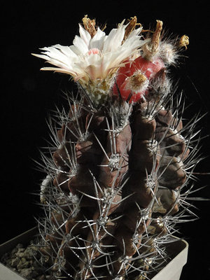 Eriosyce taltalensis ssp. paucicostata (Nc. fusca exHH) 2012 August14-1.jpg