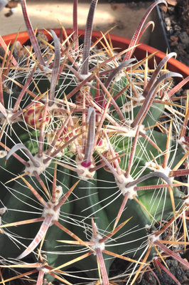 Ferocactus Hybr. 01.jpg