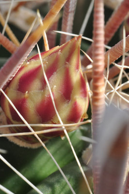 Ferocactus Hybr. 02.jpg