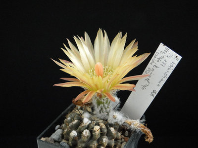 Eriosyce heinrichiana FK177 GX 2012 August18.jpg