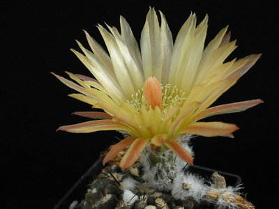 Eriosyce heinrichiana FK177 GX 2012 August18-5.jpg