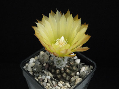 Eriosyce heinrichiana aff. (E. spec. El Sarco) 2012 August08-2.jpg