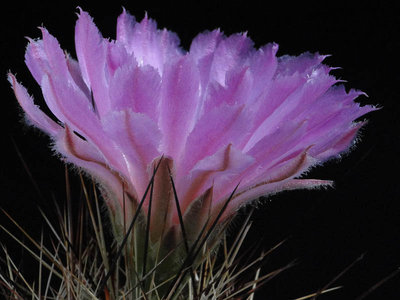 Coryphantha macromeris, Big Bend Tx. 2012 August21-3.jpg