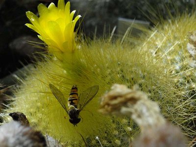 Notocactus graessneri 2012 August11-1.jpg