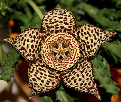 orbea-variegata002.jpg