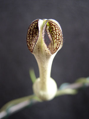 c.crassifolia1.jpg