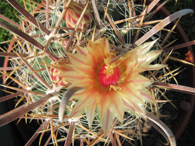 Ferocactus santa-maria 03.JPG