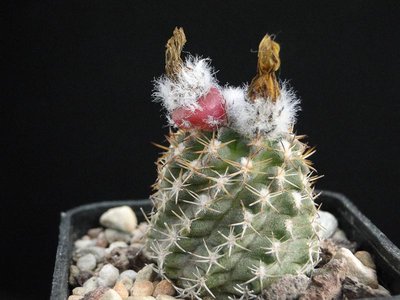 Eriosyce recondita ssp. iquiquensis FR712 (Py. saxifragus) 2012 August18-2.jpg