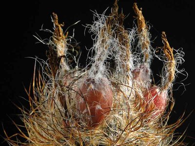 Eriosyce senilis ssp. elquiensis, Frucht 2012 August27-1.jpg