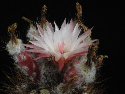 Eriosyce taltalensis v. pygmaea (aff. Py. intermedius exHH) 2012 Juli10-1.jpg