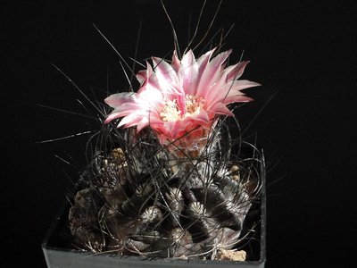 Eriosyce crispa JA10 2012 Juli24-1.jpg