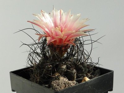 Eriosyce crispa JA10 2012 September10-11.jpg
