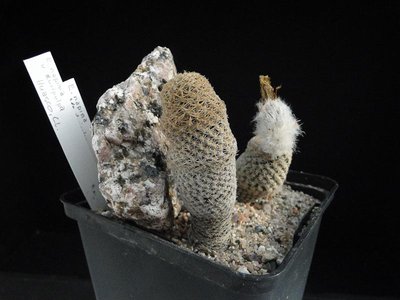 Eriosyce napina v. duripulpa, Huasco Frucht 2012 August19.jpg