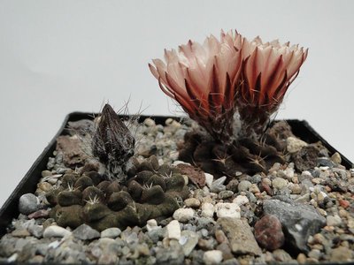 Eriosyce occulta, Taltal 2012 Juno05-5.jpg