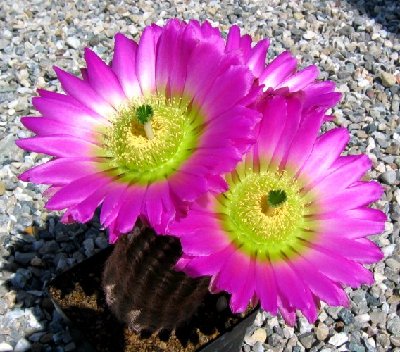 Ecer.castaneus.RiesenBl.jpg