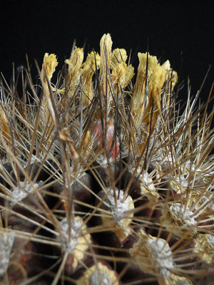 Eriosyce recondita ssp. iquiquensis aff. (Nc. spec. HH) Frucht 2012 August19.jpg