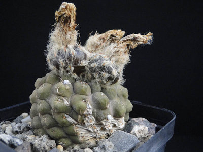 Eriosyce odieri ssp. glabrescens aff. (Th. tenebrica) Frucht 2012 August19-2.jpg