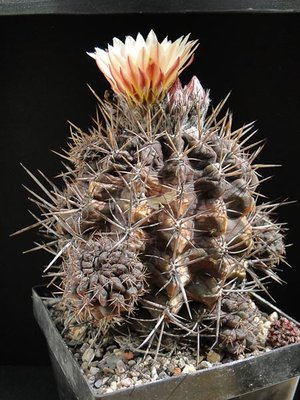 Eriosyce recondita ssp. iquiquensis (Nc. residua gelb HH) 2012 Juno01-4.jpg