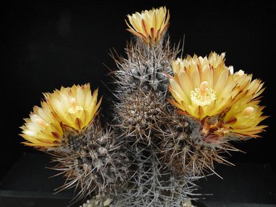Eriosyce heinrichiana af. (ähnl. nigriscoparia HH) 2012 Juno07-2.jpg
