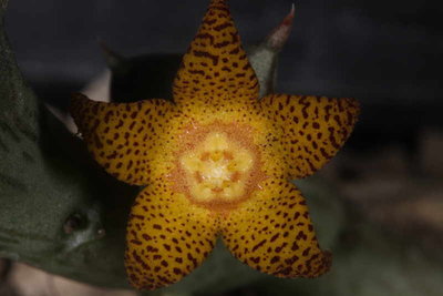 Orbea_schweinfurthii (1).JPG