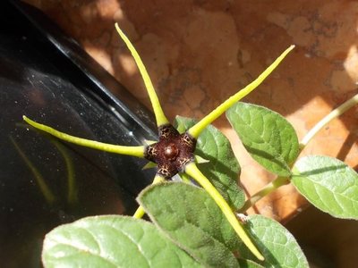 Brachystelma megasepalum