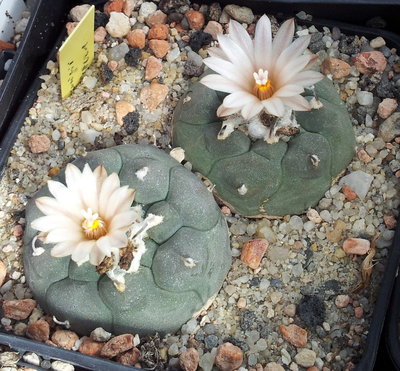 Turbinicarpus jauernigii