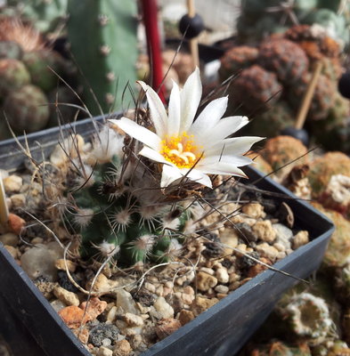 Turbinicarpus schmiedickeanus subsp. dickisoniae