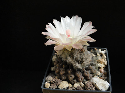 Eriosyce esmeraldana FK506 2012 Juno17-1.jpg