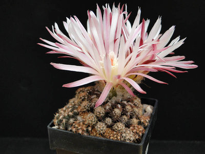 Eriosyce esmeraldana FK796 2012 Juno07-6.jpg