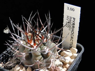 Eriosyce megliolii Knospen 2011 Juno04-2.jpg