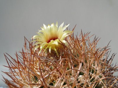 Eriosyce bulbocalyx 2010 August31 005.jpg