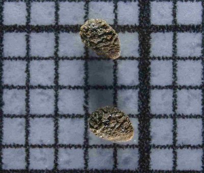 P_curvispinus_robustus_Olmue_kl.jpg