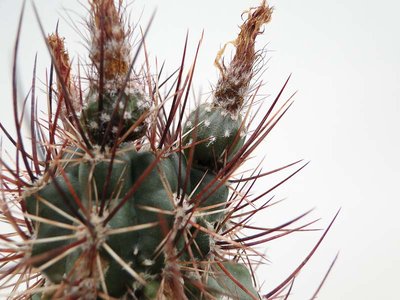 Eriosyce andraeana (Pyrrhocactus andraeanus) 2011 Juli30-4.jpg