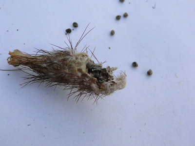 Eriosyce andraeana Frucht 2012 September19-4.jpg