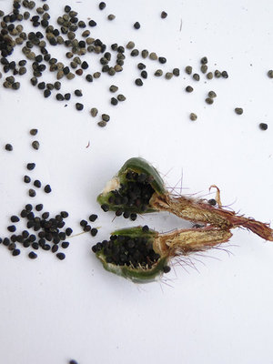 Eriosyce andraeana (Pyrrhocactus andraeanus) 2011 Juli30-8.jpg