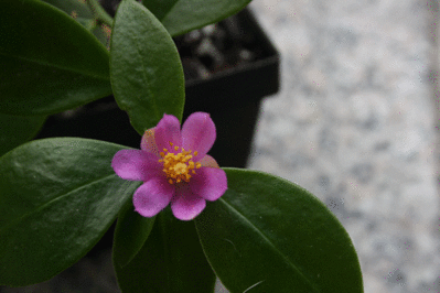 weberiana2.gif