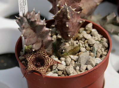 H_stapelioides_klein.jpg