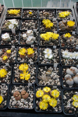 Lithops spp. 01.jpg