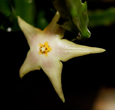 Stapelia_spec01_klein.jpg