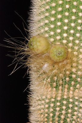 Pilosocereus chrysostele 02.jpg