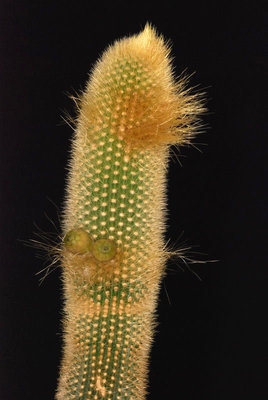 Pilosocereus chrysostele 01.jpg