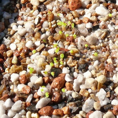 156 P1100321 Lithops optica-rubra, Saat 04.11.2012.jpg